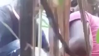 Ngentot Di Kebun Tebu, Pasangan Kampung Muncratin